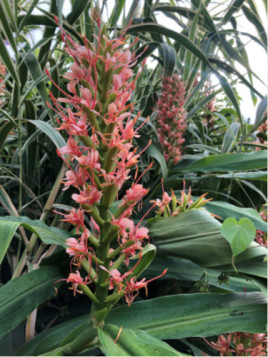 Hedychium 'Pink V'