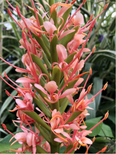 Hedychium 'Pink V'