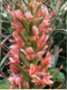 Hedychium 'Pink V'