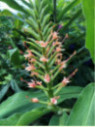 Hedychium 'Pink V'