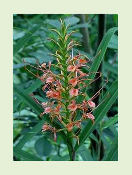 Hedychium coccineum