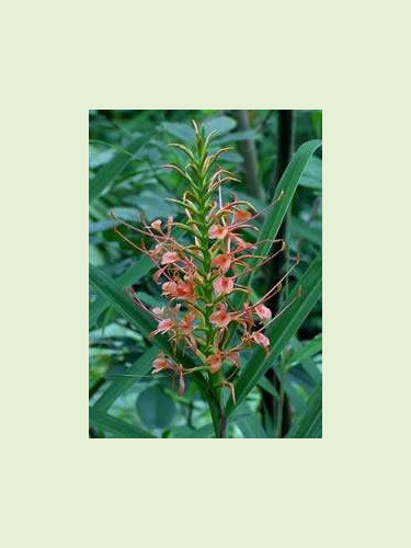 Hedychium coccineum