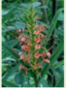 Hedychium coccineum