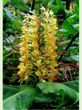 Hedychium gardnerianum (jaune)