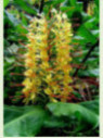 Hedychium gardnerianum (jaune)