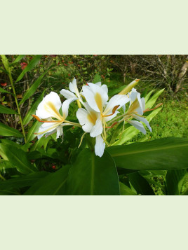 Hedychium chrysoleucum ‘Gold Spot’