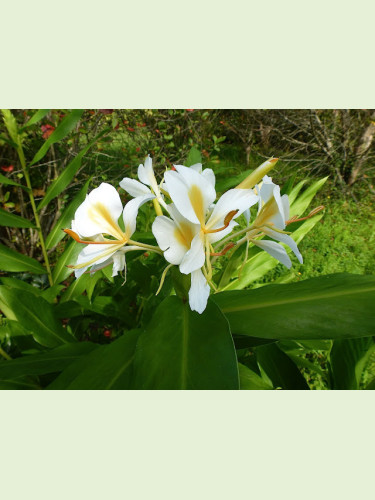 Hedychium chrysoleucum ‘Gold Spot’