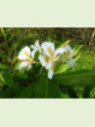 Hedychium chrysoleucum ‘Gold Spot’