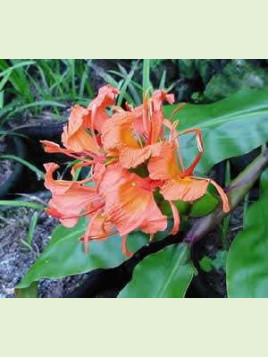 Hedychium greenei