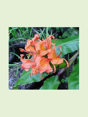 Hedychium greenei