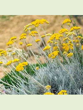 Faux-Curry (Helichrysum)