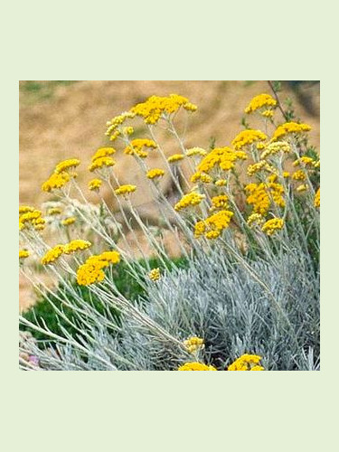 Faux-Curry (Helichrysum)