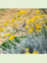 Faux-Curry (Helichrysum)