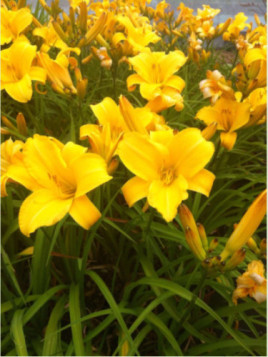 Hemerocallis 'Buttercup' / Hemerocalle à fleurs comestibles