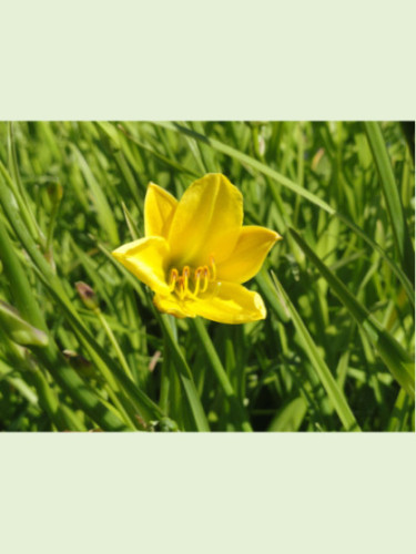 Hemerocallis 'Buttercup' / Hemerocalle à fleurs comestibles