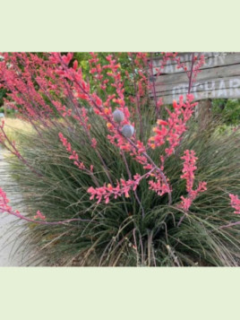 Hesperaloe parvifolia rubra Rose des sables