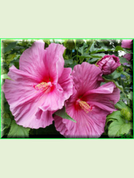 Hibiscus moscheutos 'fantasia'