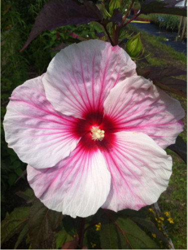 Hibiscus moscheutos 'fantasia'