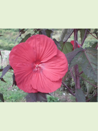 Hibiscus carroussel géant red