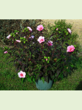 Hibiscus carroussel joli coeur