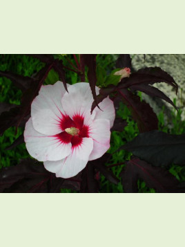 Hibiscus carroussel joli coeur