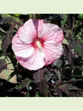 Hibiscus carrousel 'Pink candy'