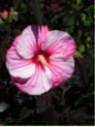 Hibiscus carrousel 'Pink candy'