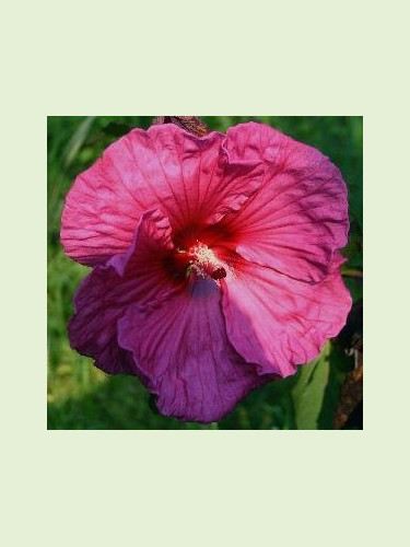 Hibiscus x moscheutos 'Plum crazy'