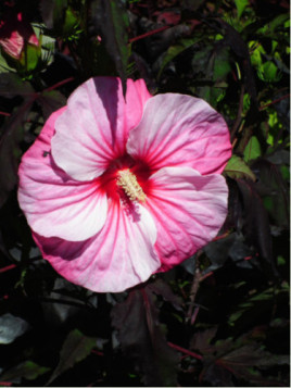 Hibiscus x moscheutos 'Plum crazy'