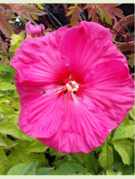 Hibiscus Moscheutos Jazzberry Jam