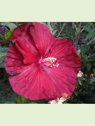 Hibiscus moscheutos 'Robert Fleming'