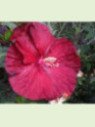 Hibiscus moscheutos 'Robert Fleming'