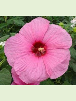 Hibiscus moscheutos 'Royal gem'