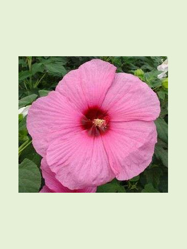 Hibiscus moscheutos 'Royal gem'