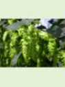 Humulus lupulus 'Cashmere' / Houblon