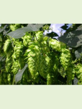 Humulus lupulus 'Tardif de Bourgogne' / Houblon