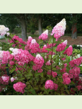 Hydrangea paniculata 'Fraise Melba' / Hortensia (blanc-rose)