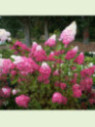 Hydrangea paniculata 'Fraise Melba' / Hortensia (blanc-rose)