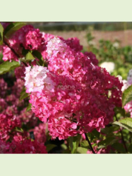 Hydrangea paniculata 'Fraise Melba' / Hortensia (blanc-rose)