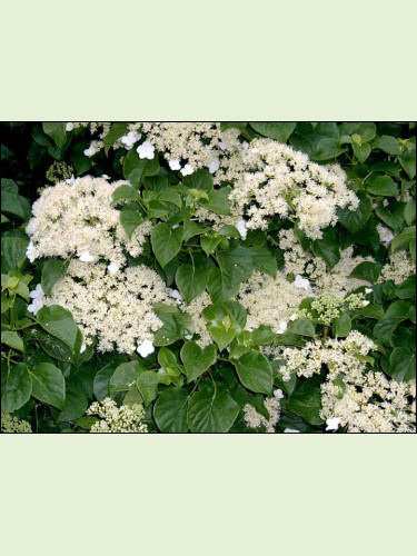 Hortensia grimpant (hydrangea petiolaris)