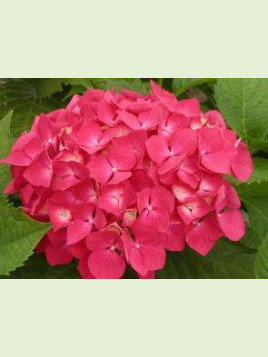 Hortensia macrophylla 'Leuchtfeuer' / Hortensia rose