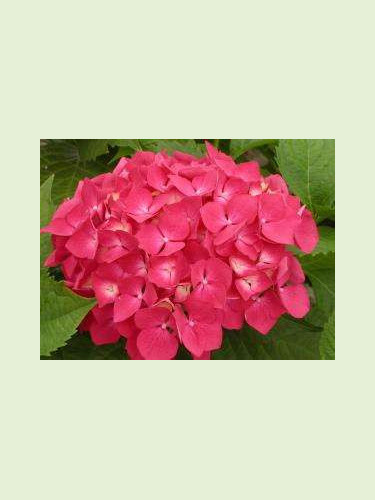 Hortensia macrophylla 'Leuchtfeuer' / Hortensia rose