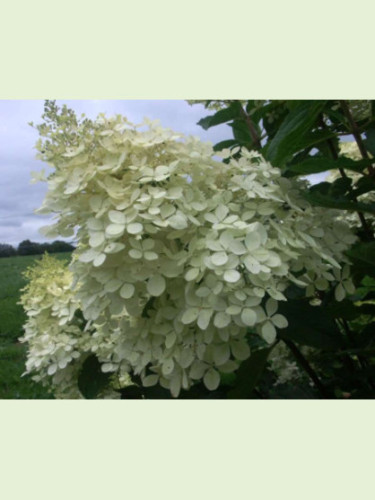 Hydrangea paniculata 'Phantom' / Hortensia blanc