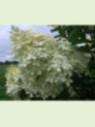 Hydrangea paniculata 'Phantom' / Hortensia blanc