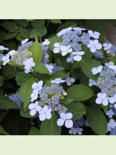 Hydrangea serrata 'Blue Bird'