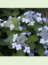 Hydrangea serrata 'Blue Bird'