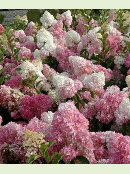 Hydrangea paniculata vanille fraise (hortensia)