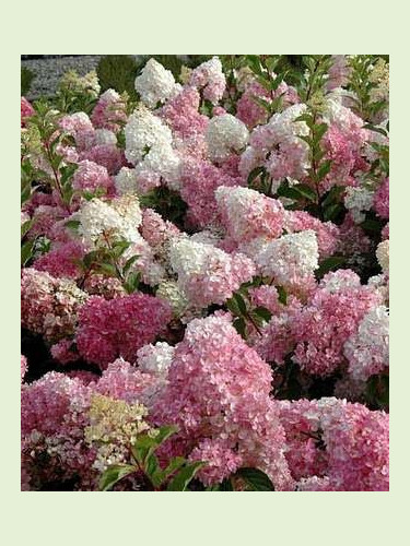 Hydrangea paniculata vanille fraise (hortensia)