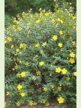 Hypericum 'Hidcote' / Millepertuis arbustif