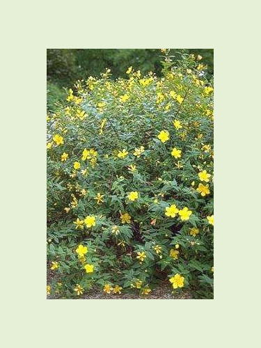 Hypericum 'Hidcote' / Millepertuis arbustif